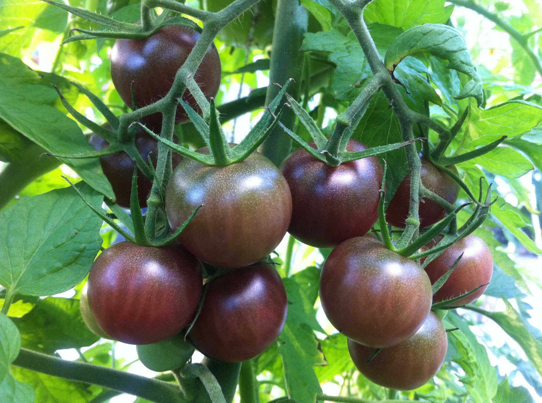Cherry Tomato - Black Cherry