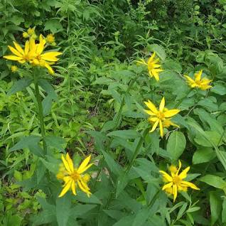 Verbesina helianthoides - Crownbeard