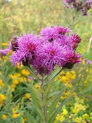 Vernonia missurica - Ironweed