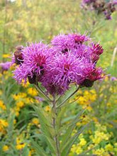 Load image into Gallery viewer, Vernonia missurica - Ironweed
