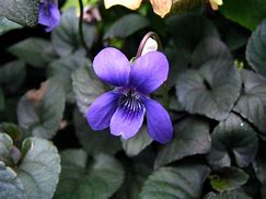 Viola labradorica - Labrador Violet