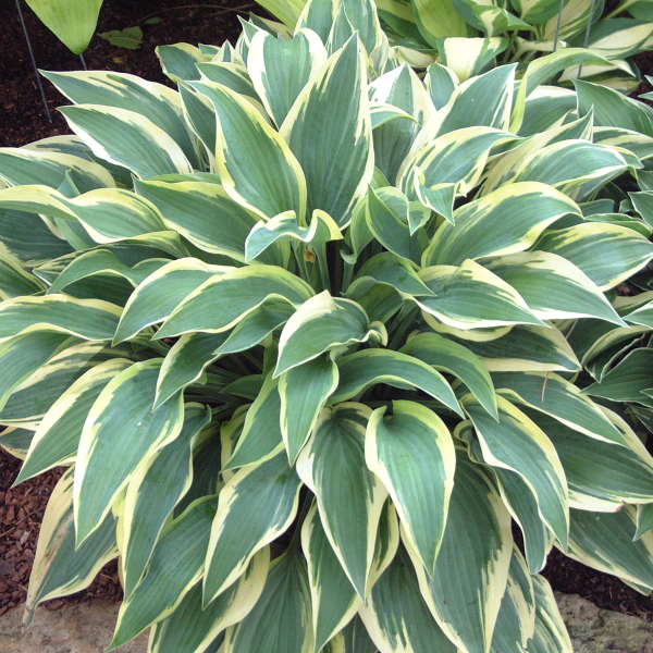 Hosta 'Wolverine'