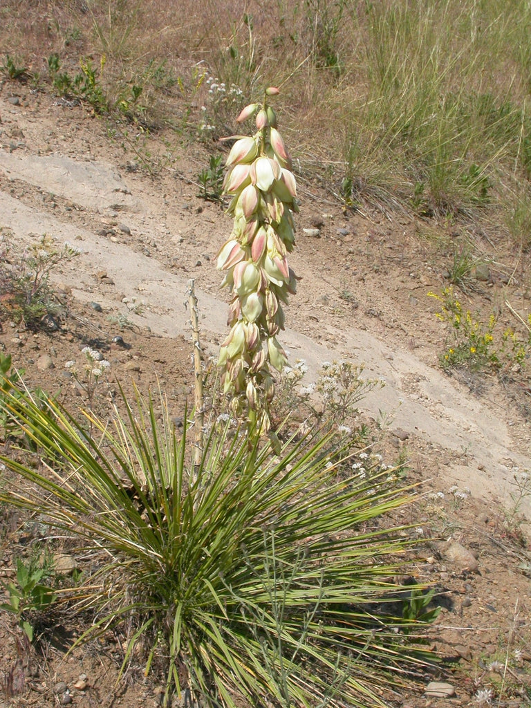 Yucca glauca - Soapweed